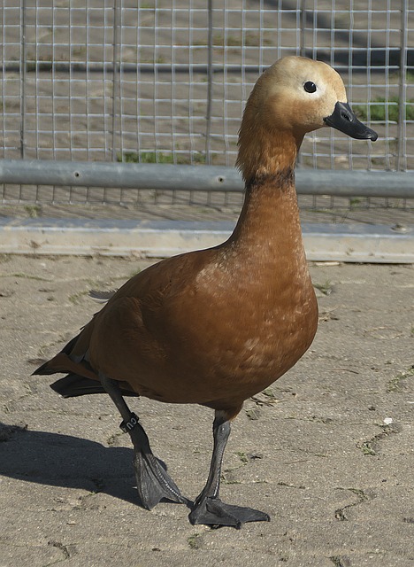 面较量